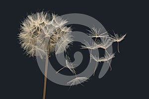 Dandelion seeds fly from a flower on a dark blue background. botany and bloom growth propagation