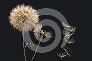 Dandelion seeds fly from a flower on a dark blue background. botany and bloom growth propagation