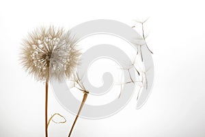 Dandelion seeds fly from a flower on a light background. botany and bloom growth propagation