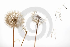 Dandelion seeds fly from a flower on a light background. botany and bloom growth propagation