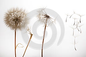 Dandelion seeds fly from a flower on a light background. botany and bloom growth propagation