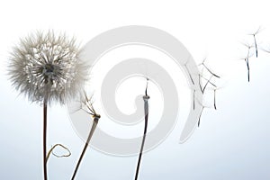 Dandelion seeds fly from a flower on a light background. botany and bloom growth propagation