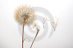 Dandelion seeds fly from a flower on a light background. botany and bloom growth propagation