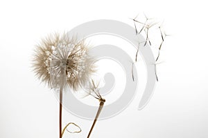 Dandelion seeds fly from a flower on a light background. botany and bloom growth propagation