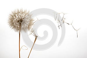 Dandelion seeds fly from a flower on a light background. botany and bloom growth propagation