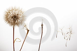 Dandelion seeds fly from a flower on a light background. botany and bloom growth propagation