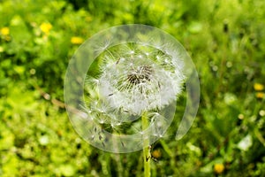 Dandelion seeds fly in the wind