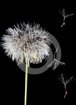 Dandelion seeds flying