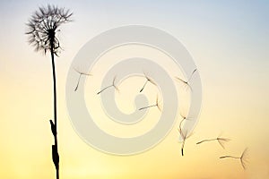 Dandelion seeds are flying against the background of the sunset sky. Floral botany of nature