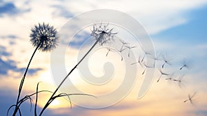 Dandelion seeds are flying against the background of the sunset sky. Floral botany of nature