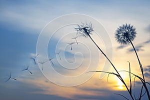 Dandelion seeds are flying against the background of the sunset sky. Floral botany of nature