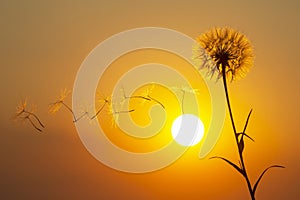 Dandelion seeds are flying against the background of the sunset sky. Floral botany of nature