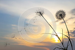 Dandelion seeds are flying against the background of the sunset sky. Floral botany of nature