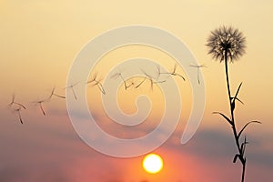 Dandelion seeds are flying against the background of the sunset sky. Floral botany of nature