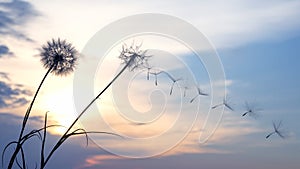 Dandelion seeds are flying against the background of the sunset sky. Floral botany of nature