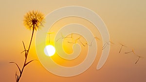 Dandelion seeds are flying against the background of the sunset sky. Floral botany of nature