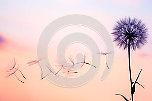 Dandelion seeds are flying against the background of the sunset sky. Floral botany of nature