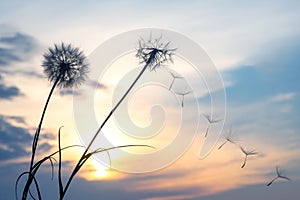 Dandelion seeds are flying against the background of the sunset sky. Floral botany of nature