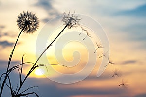 Dandelion seeds are flying against the background of the sunset sky. Floral botany of nature