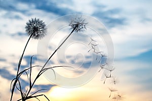 Dandelion seeds are flying against the background of the sunset sky. Floral botany of nature