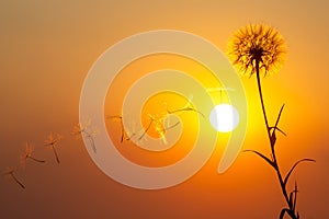 Dandelion seeds are flying against the background of the sunset sky. Floral botany of nature