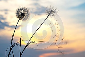 Dandelion seeds are flying against the background of the sunset sky. Floral botany of nature