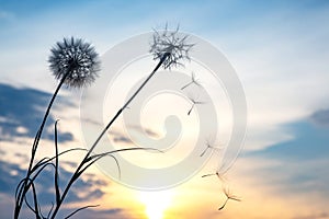 Dandelion seeds are flying against the background of the sunset sky. Floral botany of nature