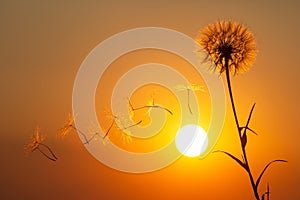Dandelion seeds are flying against the background of the sunset sky. Floral botany of nature