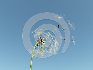 Dandelion with seeds flying away