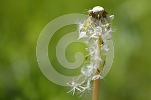 Dandelion seeds flying away