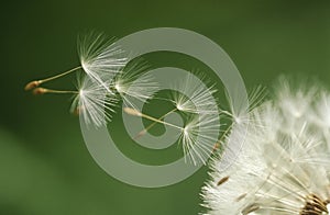 Dandelion seeds flying extreme close up