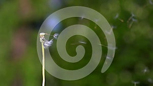 Dandelion seeds flying on the green background.