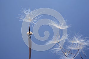 Dandelion seeds flying next to a flower on a blue background. botany and the nature of flowers