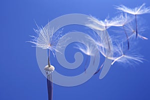 Dandelion seeds flying next to a flower on a blue background. botany and the nature of flowers