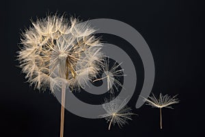 Dandelion seeds flying next to a flower on a dark background