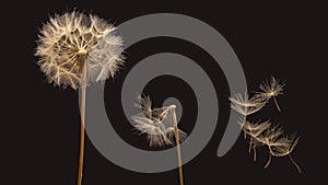 Dandelion seeds flying next to a flower on a dark background