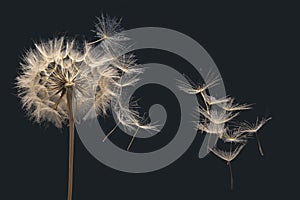 Dandelion seeds flying next to a flower on a dark background