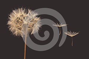 Dandelion seeds flying next to a flower on a dark background