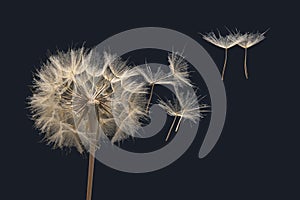 Dandelion seeds flying next to a flower on a dark background