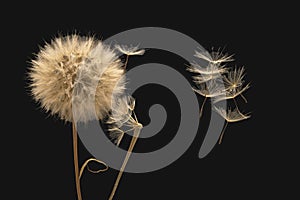 Dandelion seeds flying next to a flower on a dark background