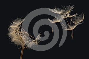 Dandelion seeds flying next to a flower on a dark background