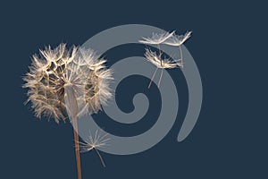 Dandelion seeds flying next to a flower on a dark background