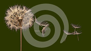 Dandelion seeds flying next to a flower on a dark green background