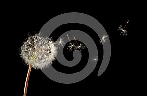 Dandelion seeds flying