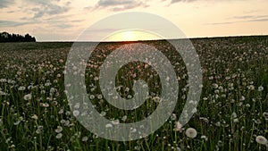 Dandelion seeds flying at sunset, summer filed with dandelions on pretty meadow