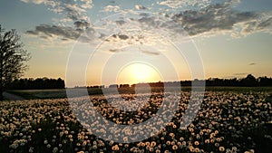 Dandelion seeds flying at the sunset, summer filed with dandelions with sunset.