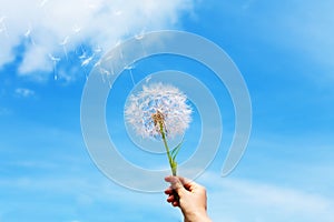 Dandelion seeds flying up