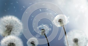 Dandelion Seeds flying in the Wind