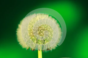 Dandelion seeds, on green
