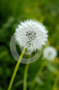 Dandelion with seeds, green grass and flowers.